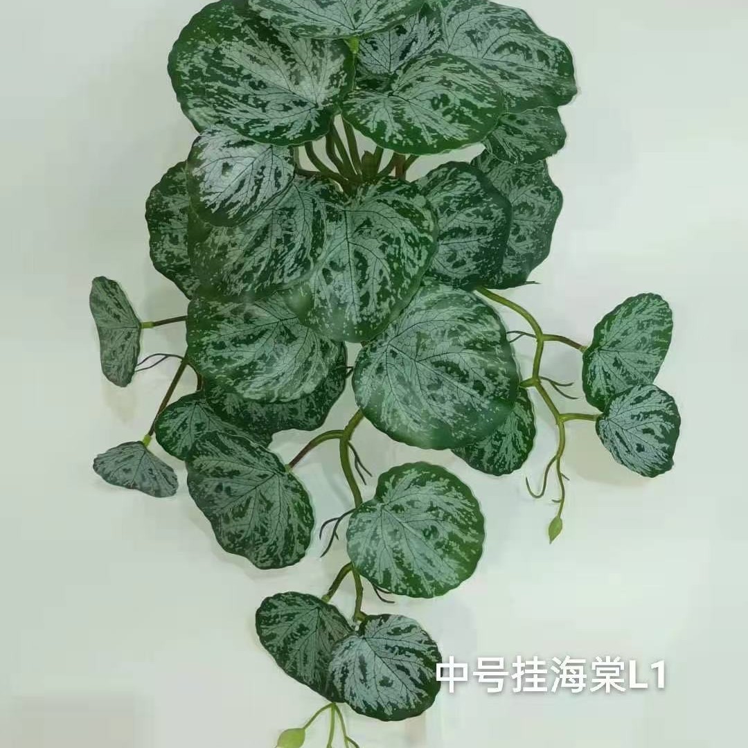 29잎 베고니아 L1