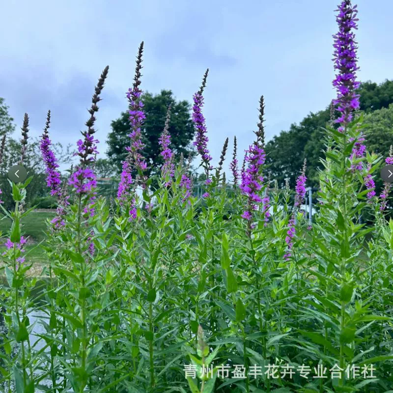 Рассада настурции для садов, морозостойкие водные растения, многолетние проекты по зеленению берегов рек, рассада настурции