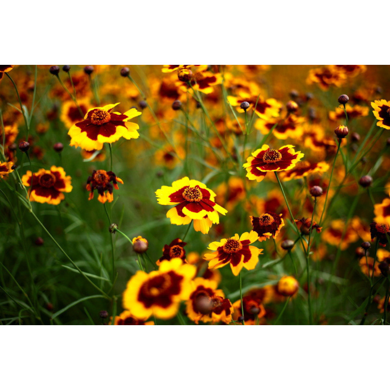 Semillas de flores, semillas de flores.