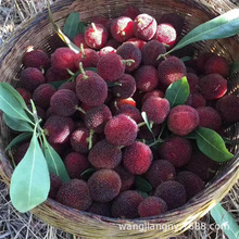 ÷޽ش÷ϱͺƷNͥԺԷNֲ