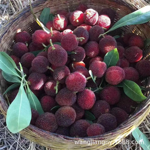 ���~���|����÷����ݩ�j��̿��÷���������t���ϱ��������玧��