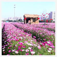 波斯菊花种子格桑花种籽子四季播种开花易活七彩花籽庭院野花种孑