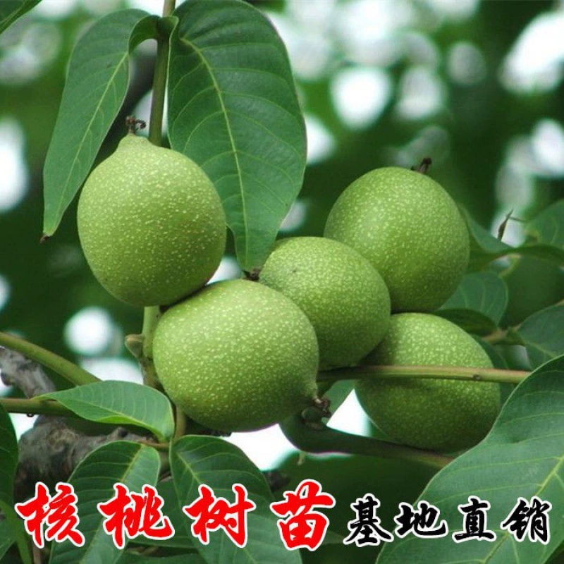 Привитая рассада грецкого ореха Американская пикорут с тонкой кожурой Ореховое дерево Плодовая рассада, посаженная в горшках, посаженных на юге и севере