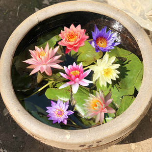 Large Water Lily Hydroponic Plant Water Lily Seedling Root Block Four-Season Water-Raised Flower Potted Indoor Courtyard Easy to Live and Bloom
