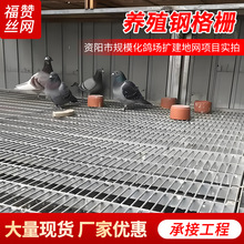 热镀锌公棚鸽舍地网养殖鸽笼细钢丝网子免打理网围栏方孔称重围网
