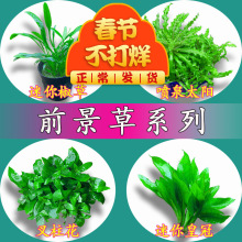 龙舌兰蜜 龙舌兰蜜品牌 图片 价格 龙舌兰蜜批发 阿里巴巴