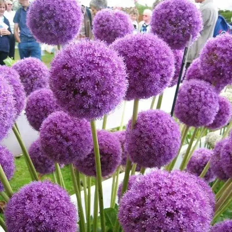 Venta al por mayor de semillas de flores y plantas eustoma malvarrosa peonía cobre dinero hierba margarita rosa sol peonía flor combinación de flores