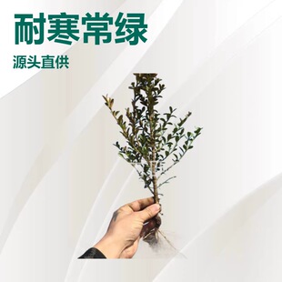 �|���|���ͺ����G���r�S�� С�~�S�� �����S��С����������a��