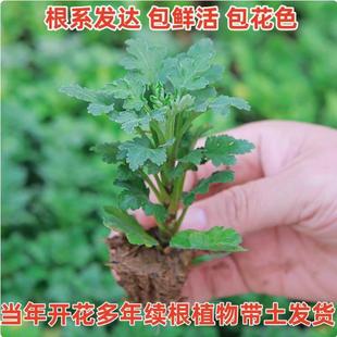 ��ջ���9.8Ԫ10���ļ�ʳ���_���ջ������҃����̨ͥԺ�^��ֲ��