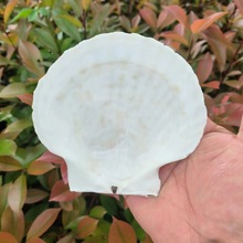 大白扇贝 画画贝壳片鱼缸造景烧烤贝批发天然海螺贝壳 夏威夷贝DI