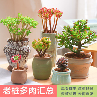 ���Ϙ�������ֲ�ﻨ�������k���ҾGֲ�����������������B����ֱ�l