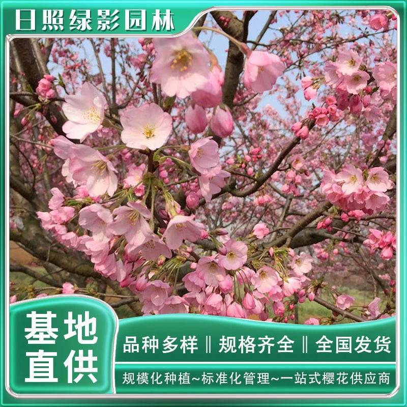 Где купить 15 см сакуры на другой стороне Эдо? Сколько стоит зеленый теневой сад