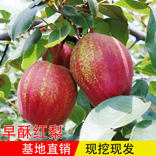 ���ּt����ʺ��������t�����޽������箔��Y���Ϸ������Nֲ