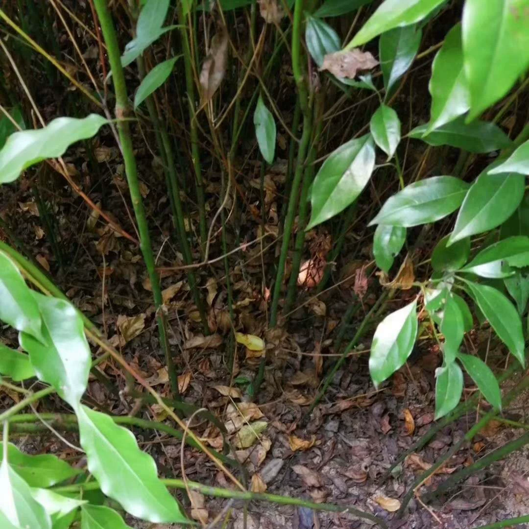 Поставка посаженных камфорных растений, 5cm камфоры, посаженных камфорных растений, масла камфоры, камфорного дерева, черной камфоры и вонючей камфоры.