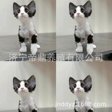 ����С؈��ڰ׵���؈��؈���w����؈С؈�����_Ę����؈�B��ֱ�l