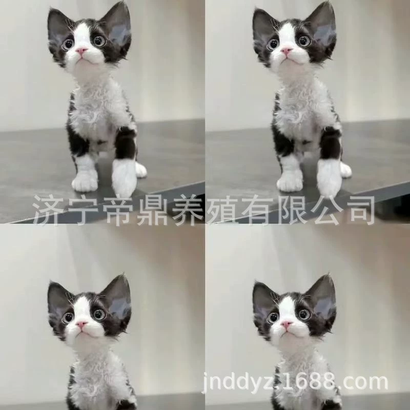Индивидуальный черно-белый котенок породы Девон, живой питомец, котенок с живым лицом, прямая доставка от разведения Девонских кошек.