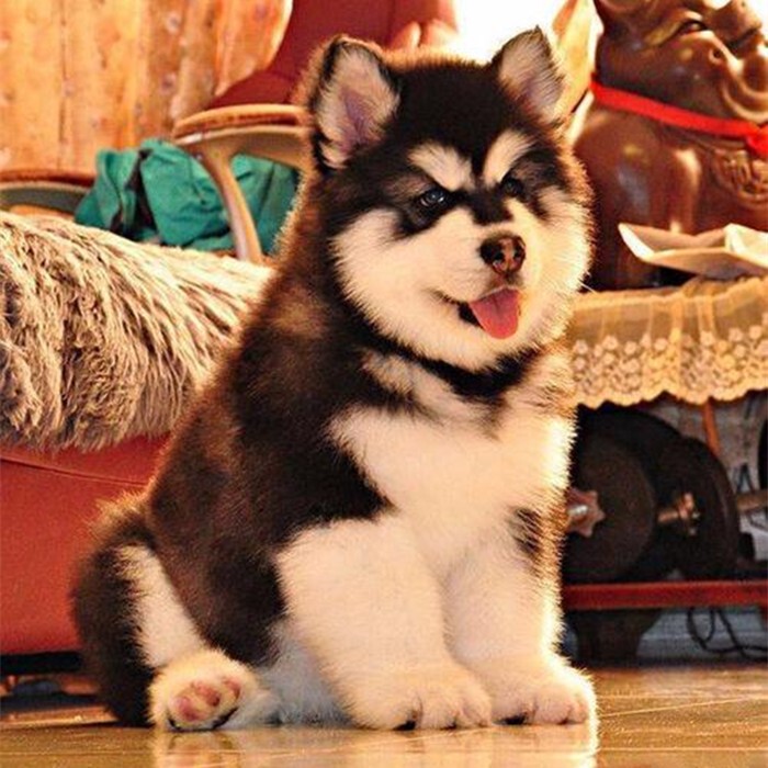 Purebred Alaskan Puppies, Giant Alaskan Dogs, Peach-Faced Alaskan Sled Dogs, Gray Red Alaskan Dogs Purebred Alaskan Puppies, Giant Alaskan Dogs, Peach-Faced Alaskan Sled Dogs, Gray Red Alaskan Dogs