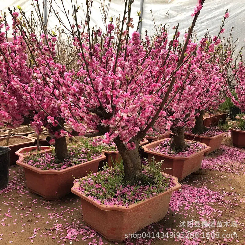 Питомник продает 2-летний проект бонсай с красной сливой Озеленение рассады Красной сливы с полными спецификациями и большой скидкой