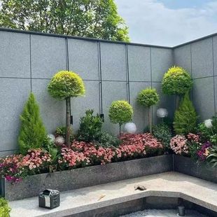 Garden Flower Border Flower Mirror Courtyard Combination Cold-Resistant Plant Garden Outdoor Design Green Plant Villa Heat-Resistant Matchinging