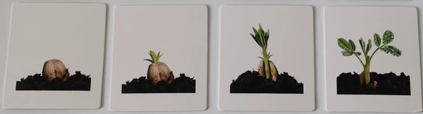 Seed corresponding card