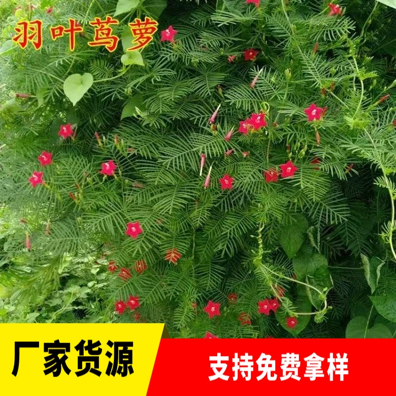 Покупка в Интернет-магазине семян перьевой петунии, пятиконечной звезды, вьющегося растения, обработки семян вьющихся цветов на балконе и во дворе.