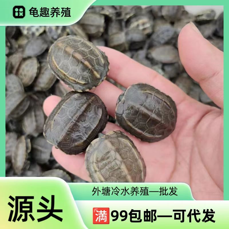 中华草龟活体小乌龟外塘批发草龟苗金仙草墨龟健康好养摆摊送龟粮