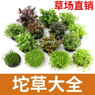 �~��ˮ���쾰��ˮ�B�~ֲ���������ˮ���
