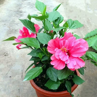 ��ɣ�����ļ��ذ����Լtɫ���ĵ���ݻ���ֲ��G�����m������