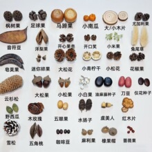 �����v���޲��ϡ��}��diy�ֲ��ϰ����Ò���ɐ�ֲ��������l