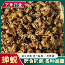中药材蝉蜕批发零售精品选货饮片级无硫蝉蜕可代磨粉量大从优代发