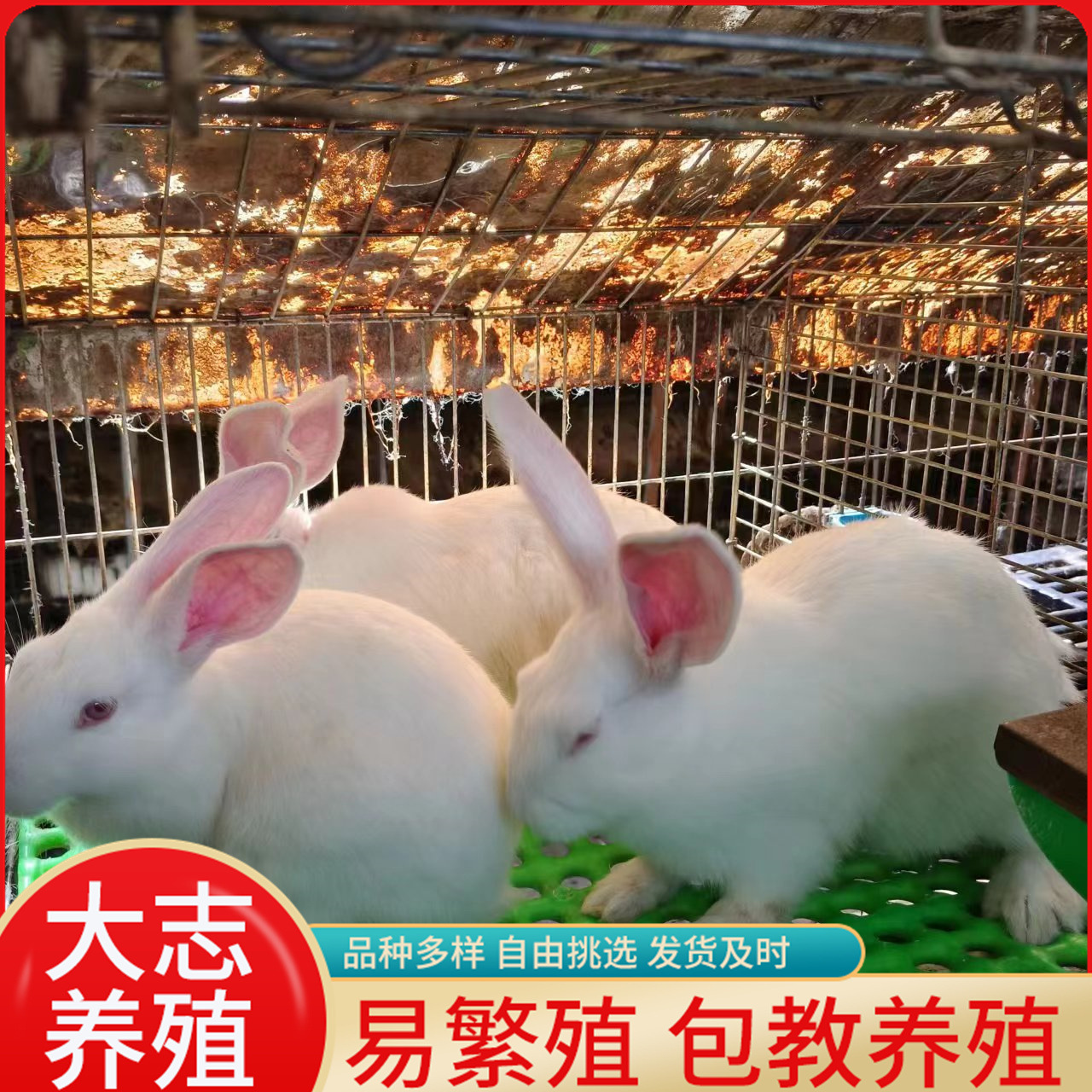 新西兰肉兔苗活体 成年新西兰兔孕兔新西兰种兔幼兔 兔场直销