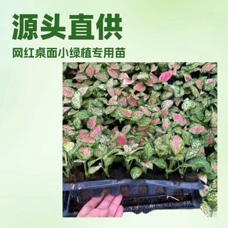 厂家供应办公居家桌面绿植盆栽粗肋草如意皇后源头园林花卉苗批发