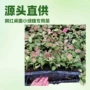 盆栽源头桌面园林花卉苗