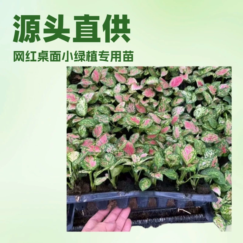 Производитель поставляет офисные и домашние настольные зеленые растения в горшках, крупноребристую траву, садовые рассады Ruyi Queen оптом.