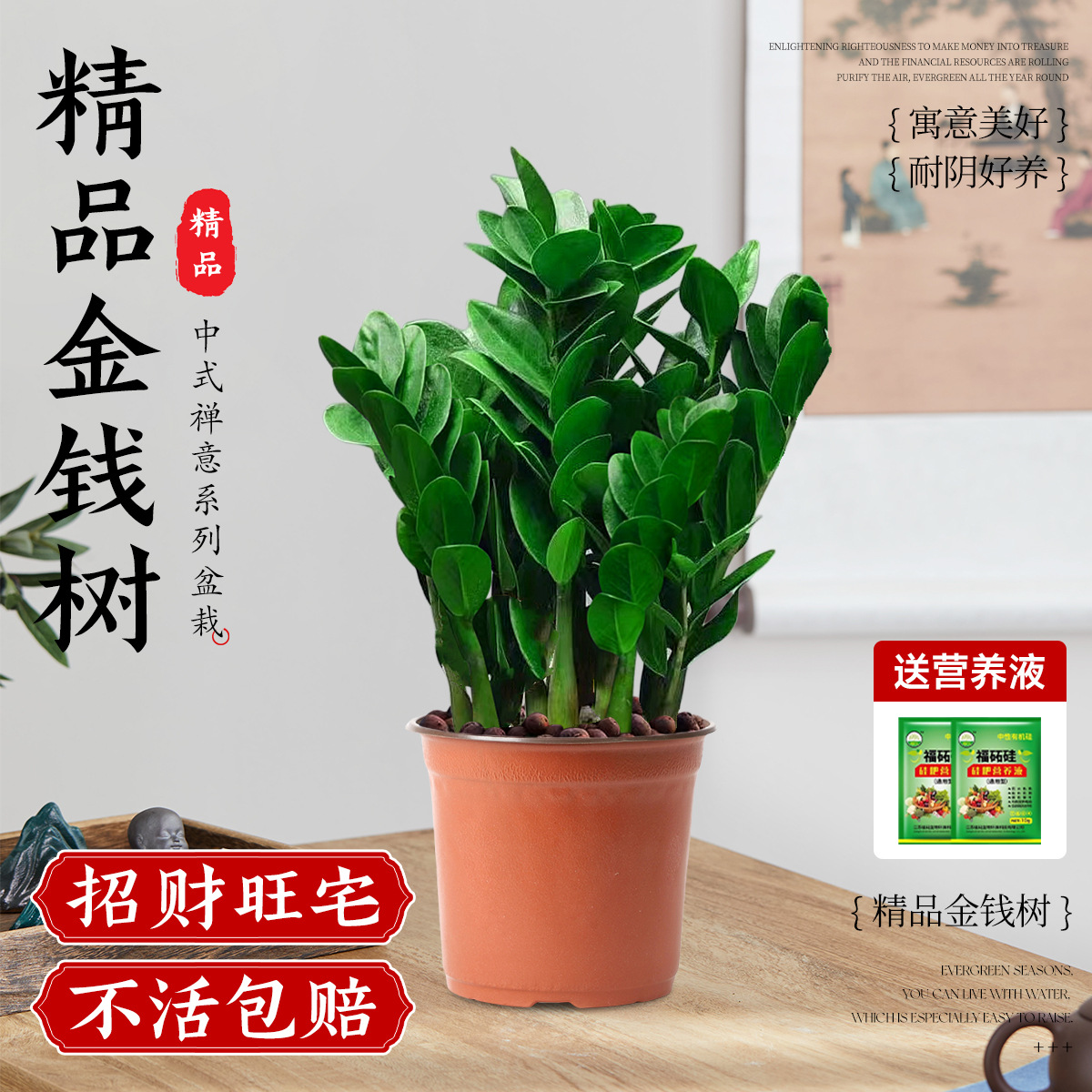 Pot kecil pohon uang 20-30cm6-8 tanaman (pot tanah asli)