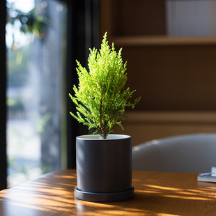 mofacocoС���ɱ��W ��ڰ��}�Q��Gֲ�YƷ���k������Gֲ���Ժ�