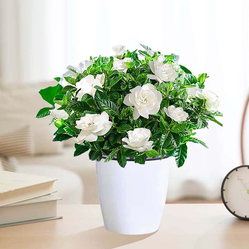 【새싹 있음】90#치자나무(용알흡수대) + 영양액