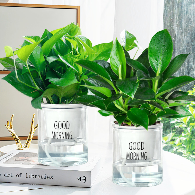 골든 다이아몬드 + 포토스 + 굿모닝 대야 2개 + 영양액✓