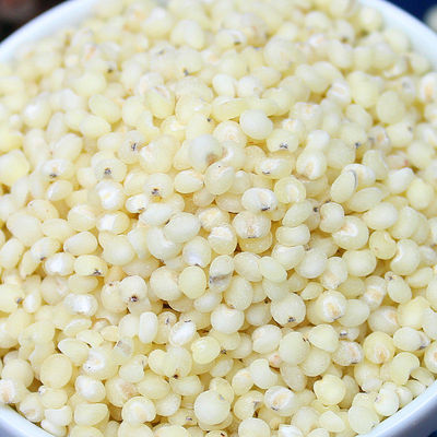 Sorghum rice Northeast specialty Production Shelled Chinese sorghum Chinese sorghum Sorghum white Crude Grain 5