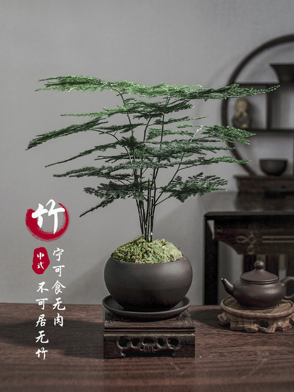 Asparagus Potted Plants Indoor Living Room Chinese Zen Bonsai Easy to Grow Green Plants Office Decorations Florals Others