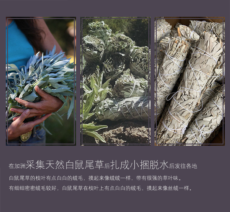 澳洲白鲍鱼贝壳大海螺创意家居摆件烧鼠尾草容器观赏鱼缸盆栽装饰 图 12