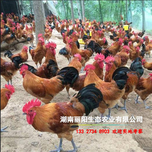 Продажа зеленых сеянчиков с курицей с красными саженцами яойя Большие красные саженцы петуха также имеют саженцы с курицей.