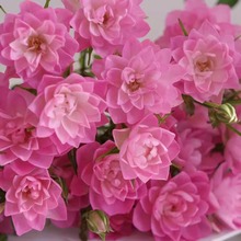 繁星天荷月季花苗微型迷你荷花型玫瑰四季开花阳台庭院绿植物盆栽