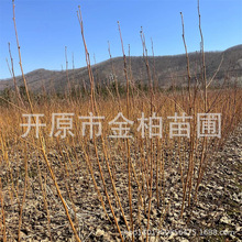 ט |ט ט岥NС ְטС