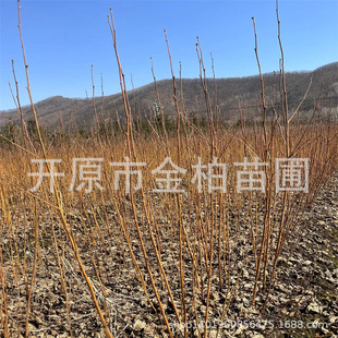 �ט���� �|�������ט� �ט岥�NС�� ���ְט�С��