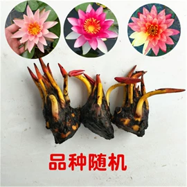 花盆容器;园艺工具;种球