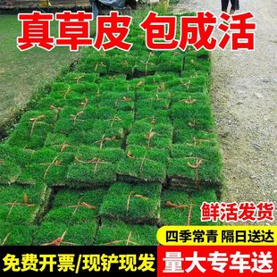 Villa Green Lawn Courtyard Bermuda Soil Turf Taiwan Green Belt Real Grass Engineering Real Lawn Turf