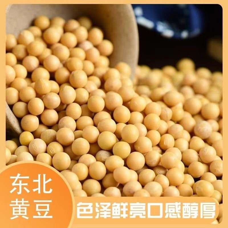 Seasonal Soybeans, Northeastern Soybeans, 500g, New Farm Produce, Plump Grains, Various Specifications, Wholesale for Making Soy Milk