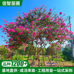 ���ع������ﾰ�^�仨���Lԭ����ޱ����������tͥԺֲ��������l