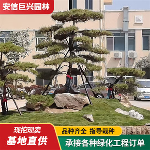 ��ɭ�����@�־��^�^�p�ɘ� ���ͺ��ɾ��� 3-10�׹��x���΃���